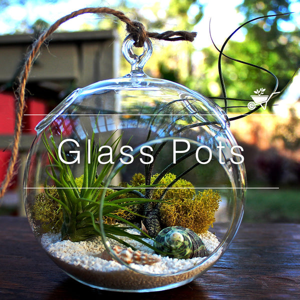 cement planting pots Cement Shell Planter  The Aloha Bungalow