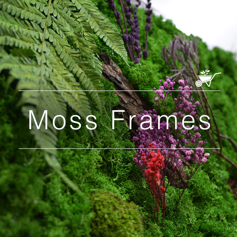 Buy Moss Frames Online | Moss Wall Art in India – myBageecha