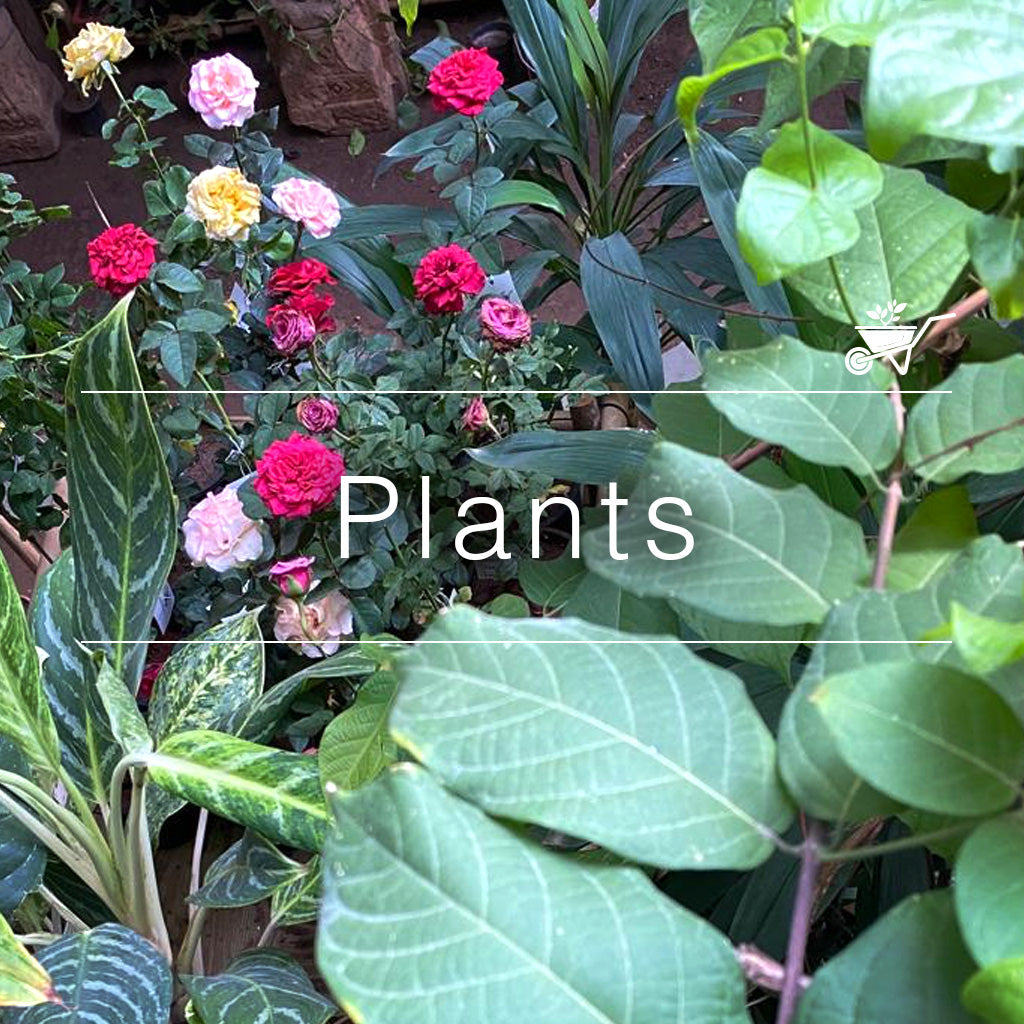 Plants