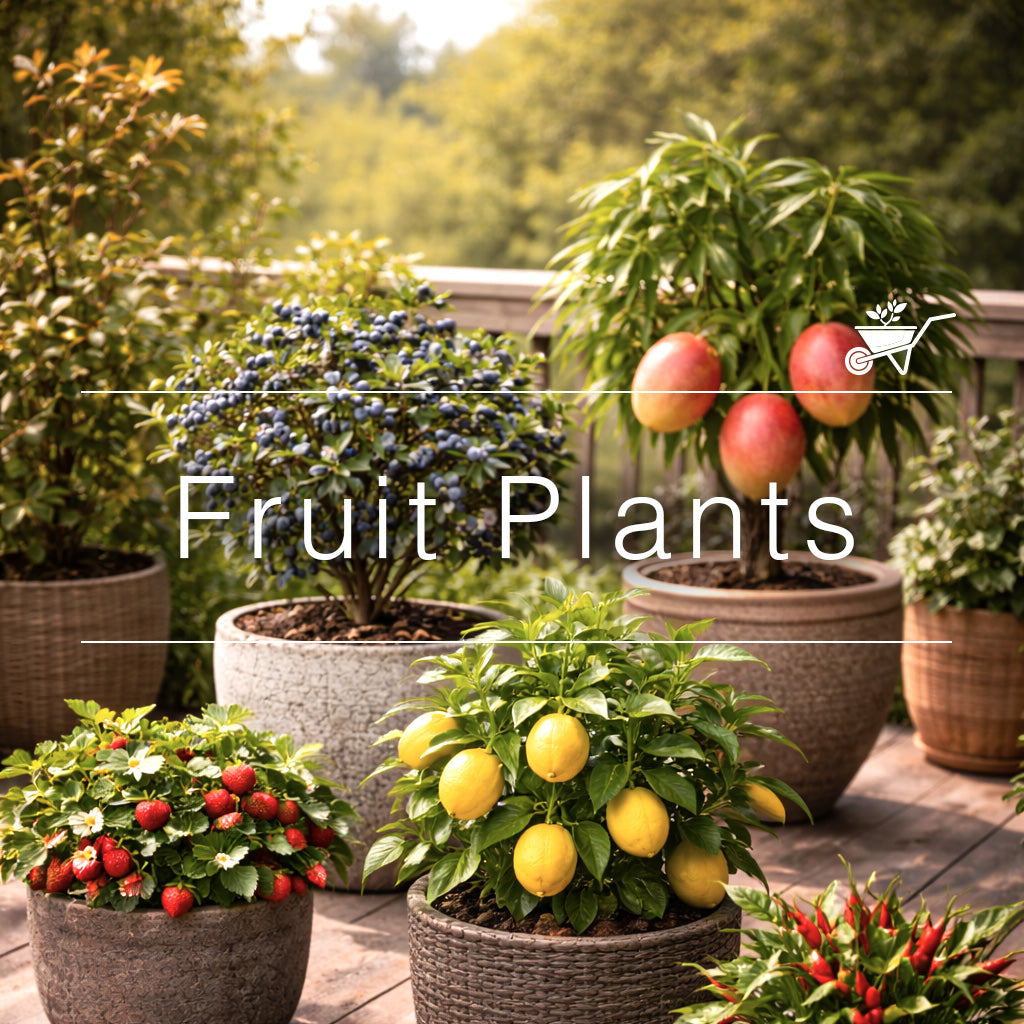 Fruit Plants