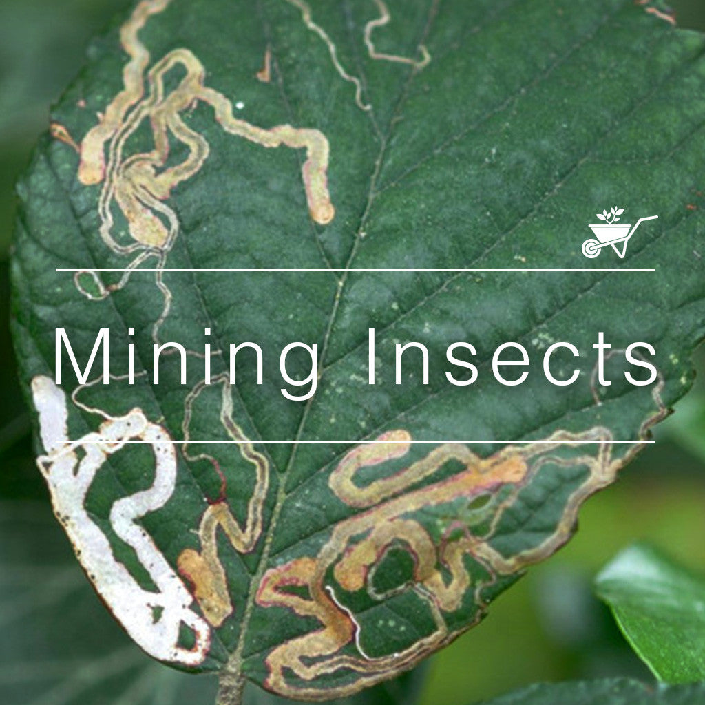 Remedy for Mining Insects