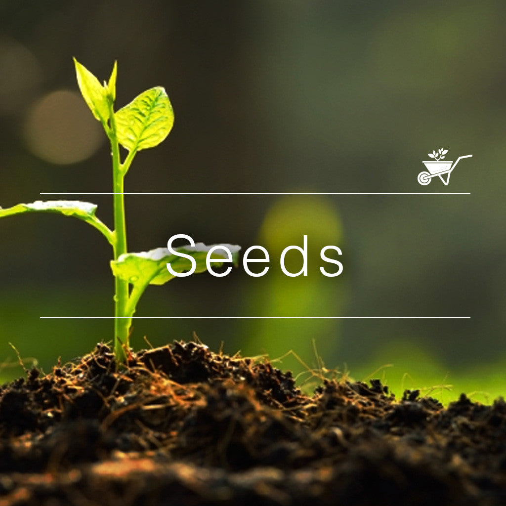 Seeds & Bulbs