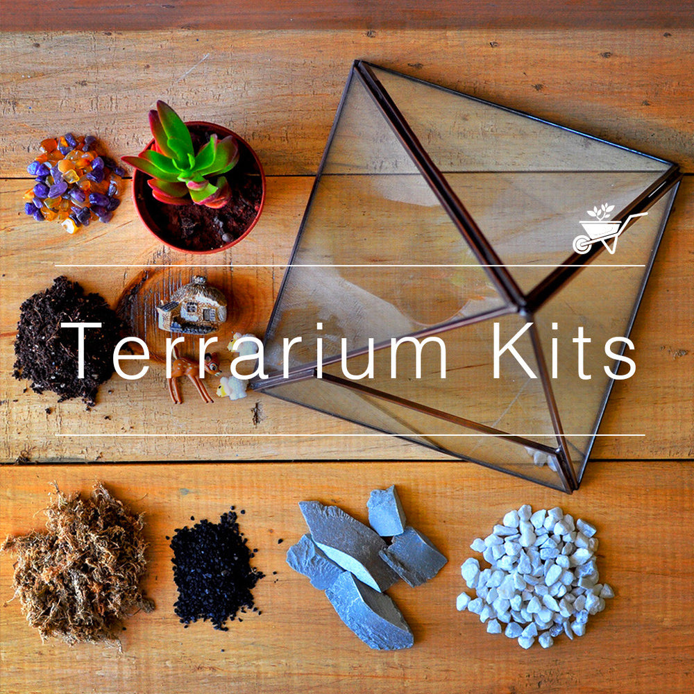 Buy Terrarium Kits Online Create Your Mini Garden MyBageecha
