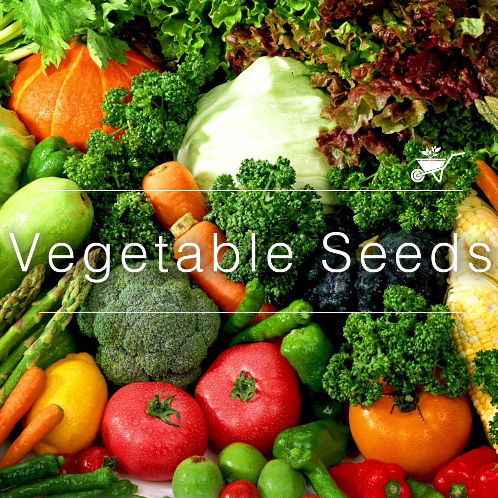 Buy Seeds Online: Wide Selection & Fast Delivery - MyBageecha