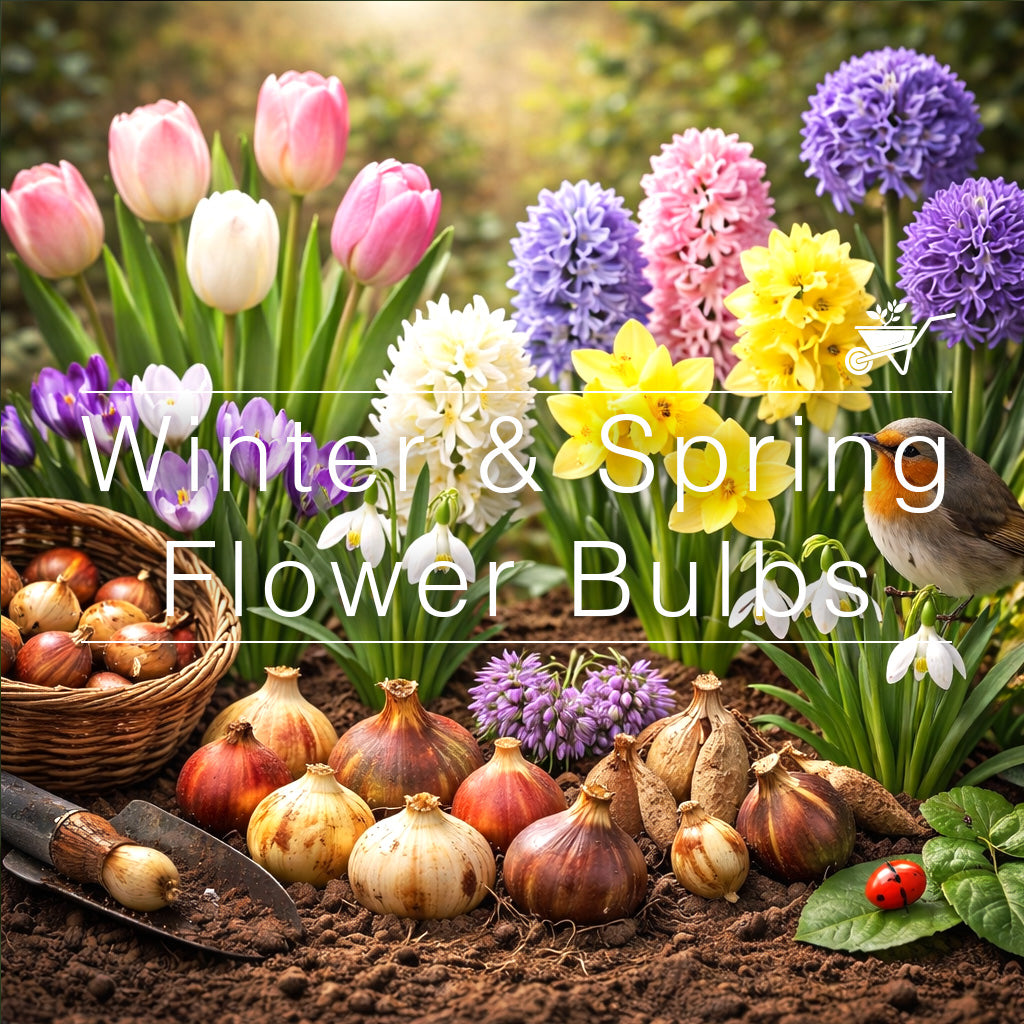 Winter & Spring Flowering Bulbs