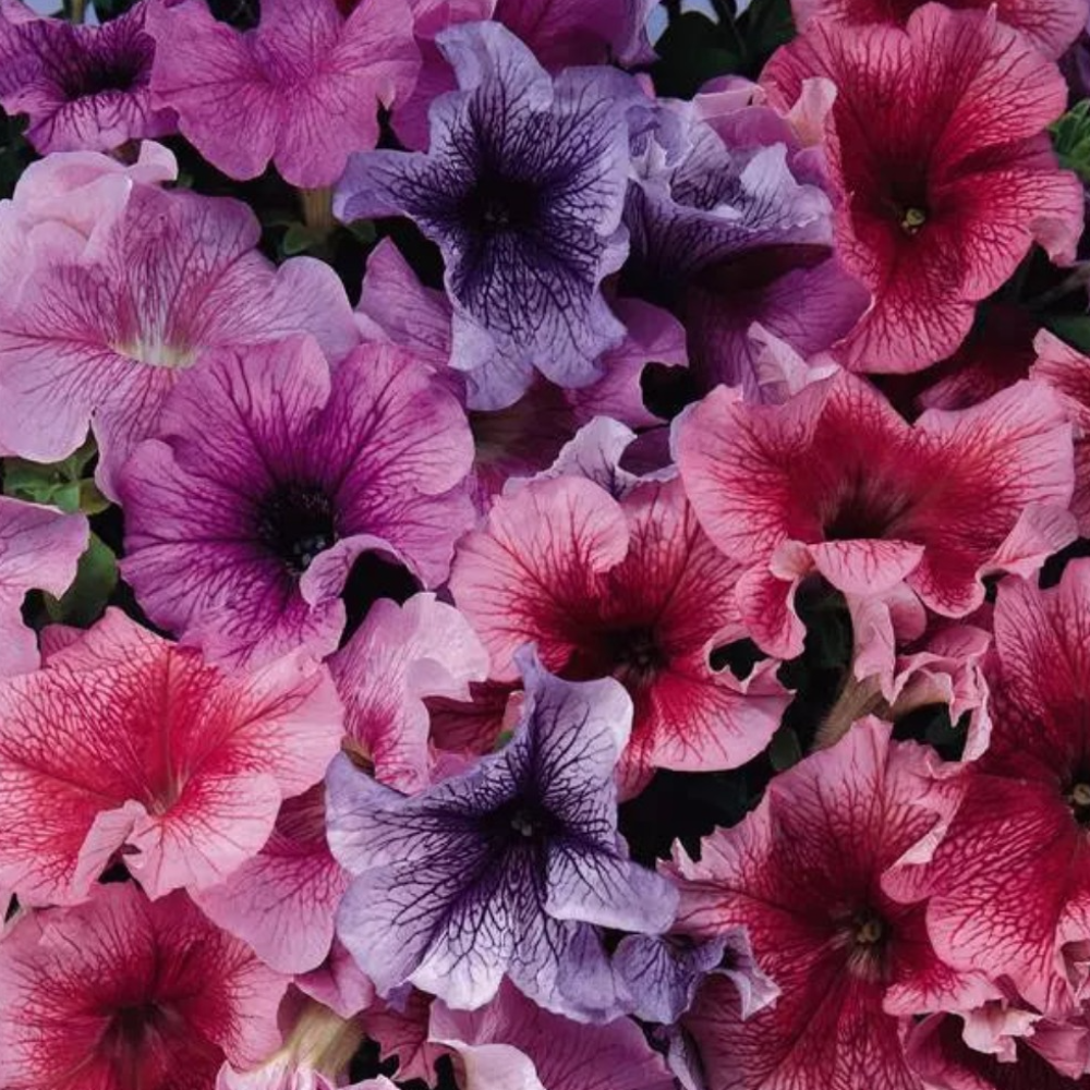 Petunia Daddy Mix Flower Seeds-myBageecha