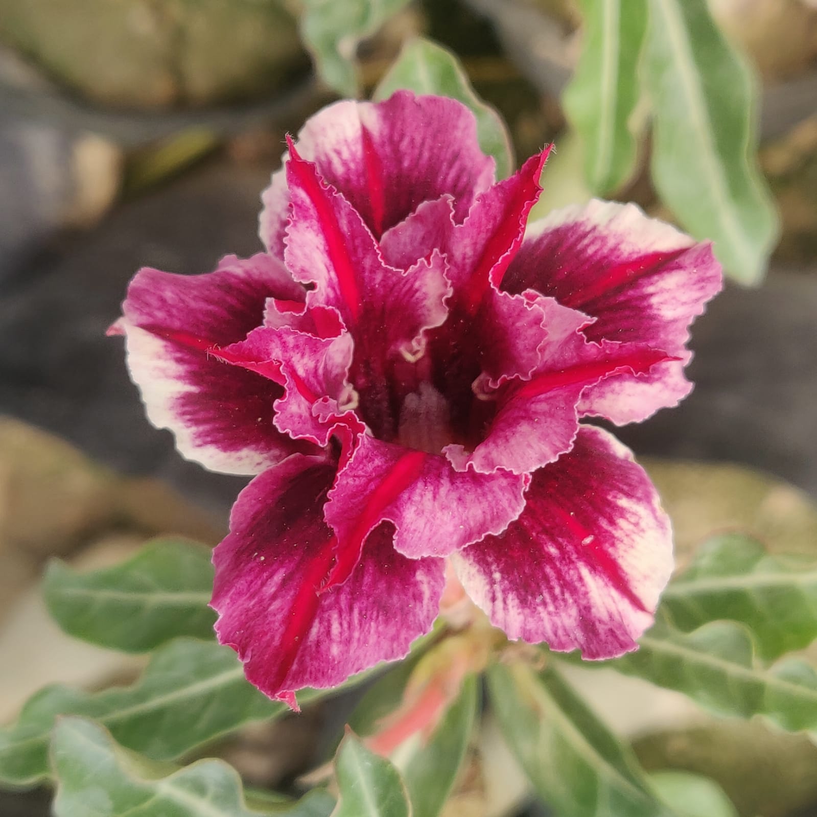 Black Jack Adenium Desert Rose Plant | myBageecha