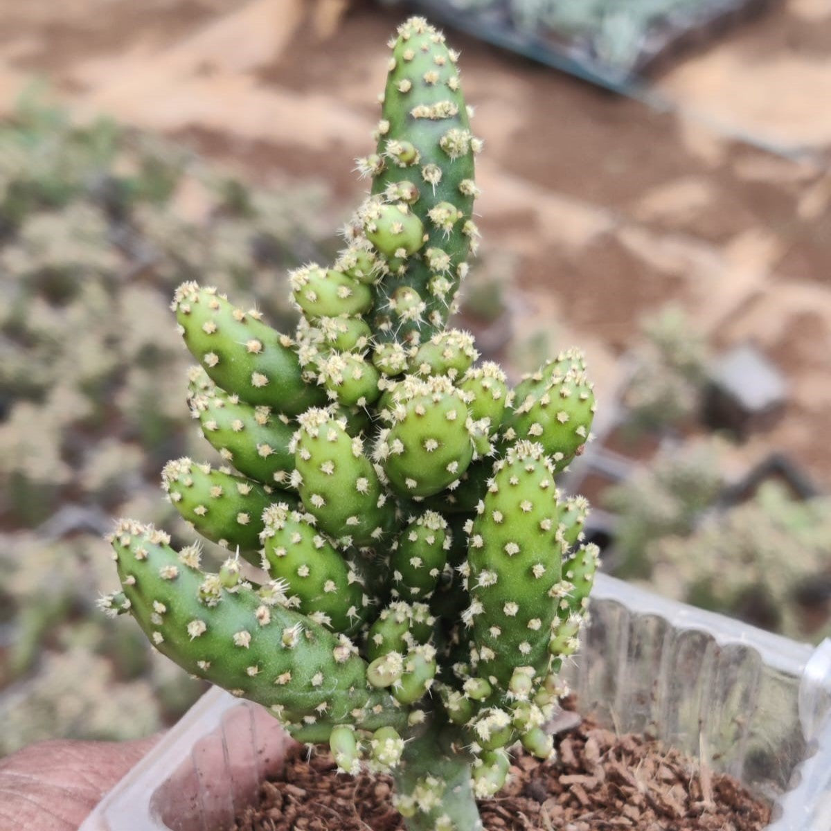 Opuntia Tuna Monstruosa Cactus Plant - myBageecha