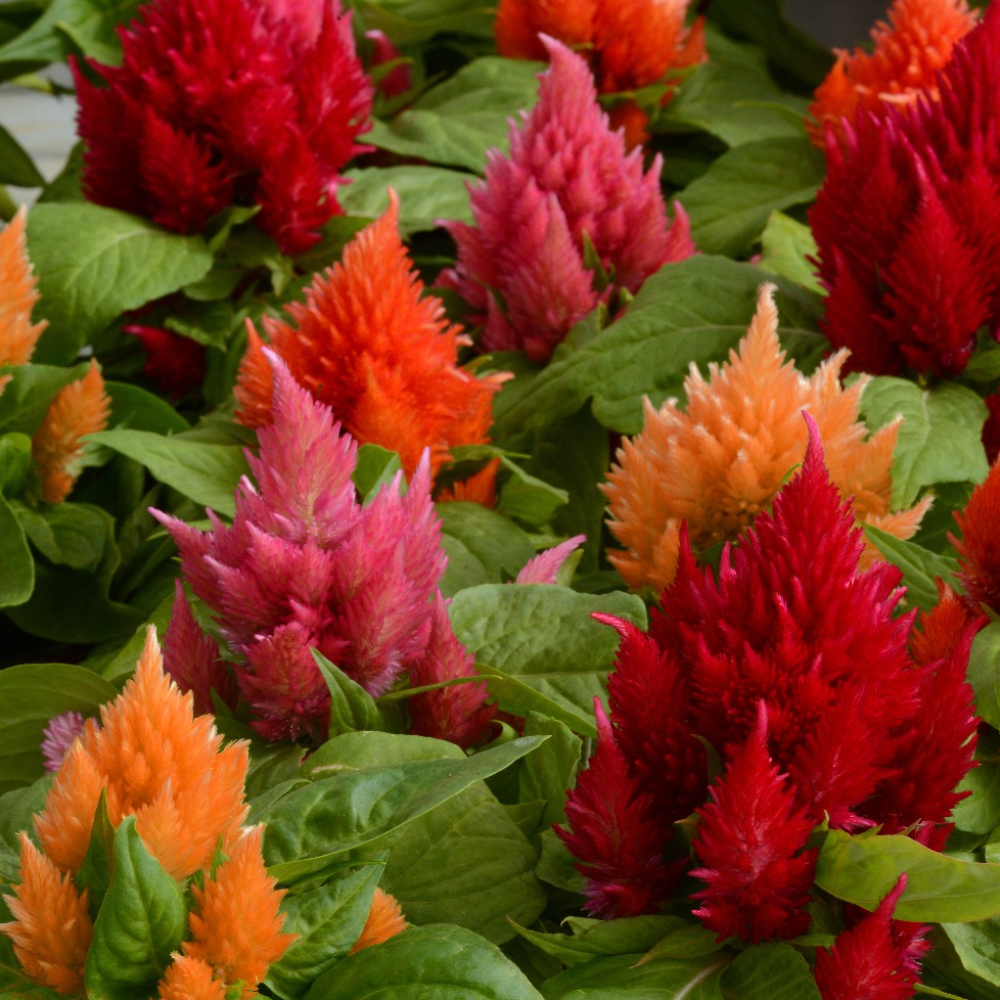 Celosia Icecream Mix Flower Seeds-myBageecha