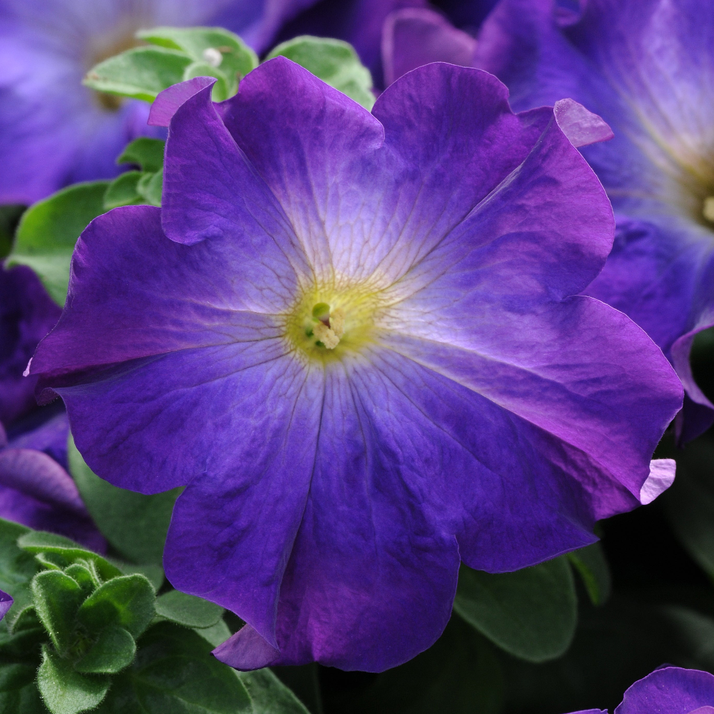 Petunia Sophistica Blue Morn Flower Seeds-myBageecha