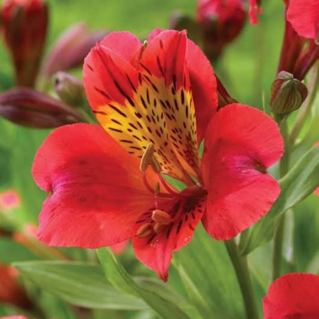 Alstroemeria Red Sensation-myBgeecha