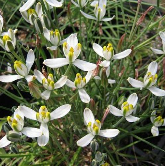 Albuca Humilis-myBageecha