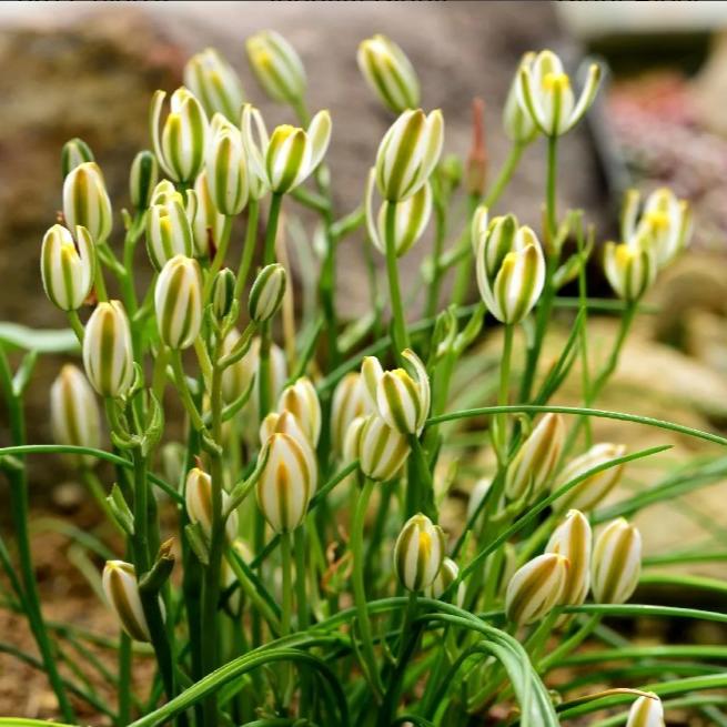 Albuca Humilis-myBageecha