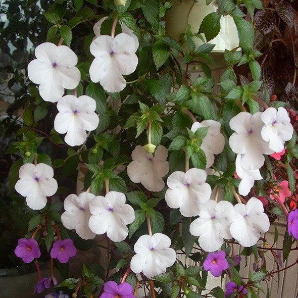 Achimenes Snow Princess (Bulbs) - myBageecha