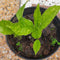 Aucuba japonica Plant