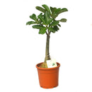 Sangria Spell Adenium Plant