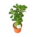 Silken Hybrid Adenium Plant