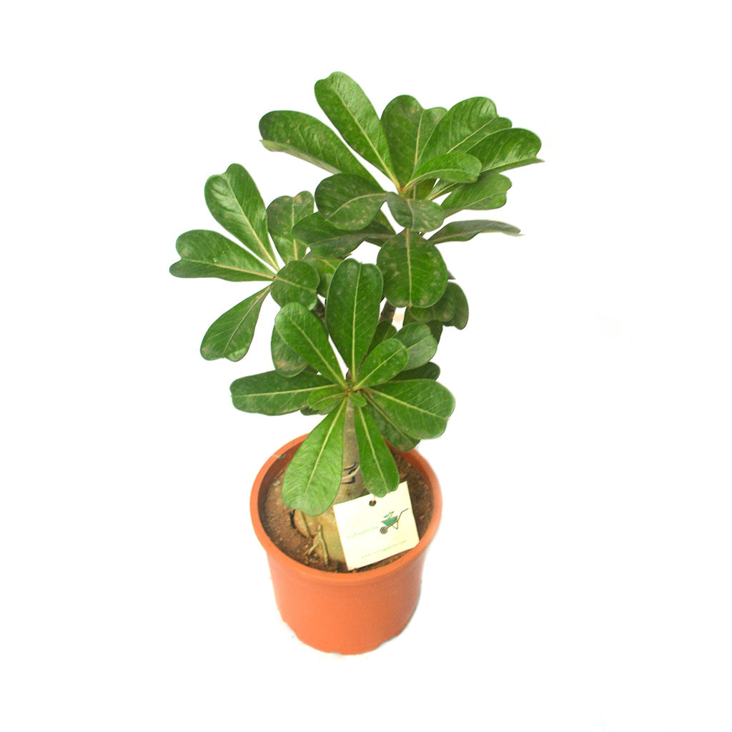 Wine Crush Adenium Plant - myBageecha