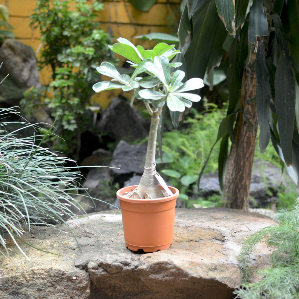 Crimson Crimple Adenium Plant - myBageecha