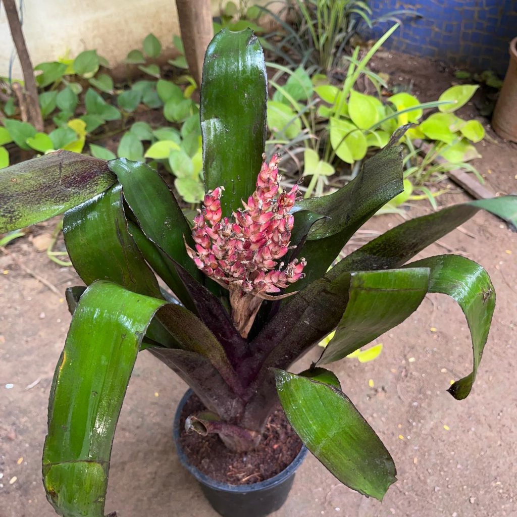 Aechmea Miniata Red Summer Bloom MyBageecha Aechmea Miniata Red Summer Bloom MyBageecha