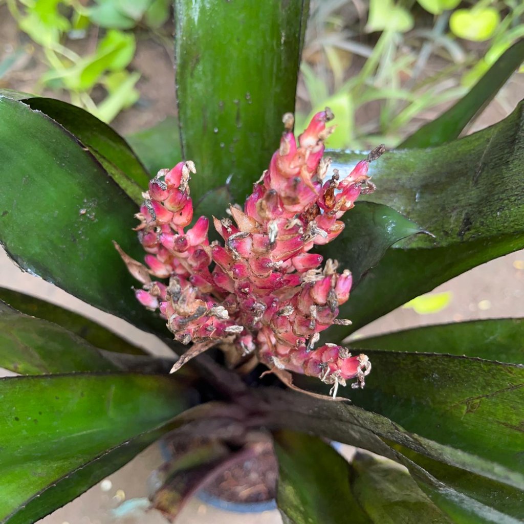 Aechmea miniate-myBageecha