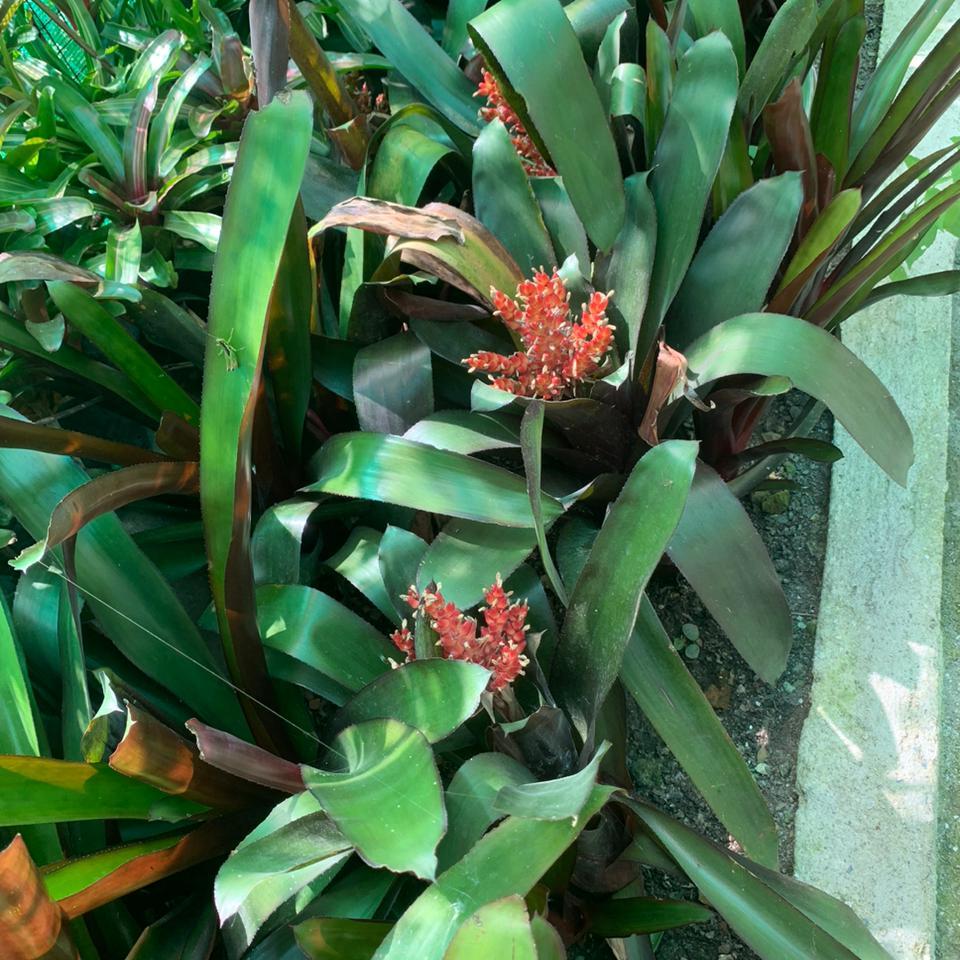 Aechmea miniate-myBageecha