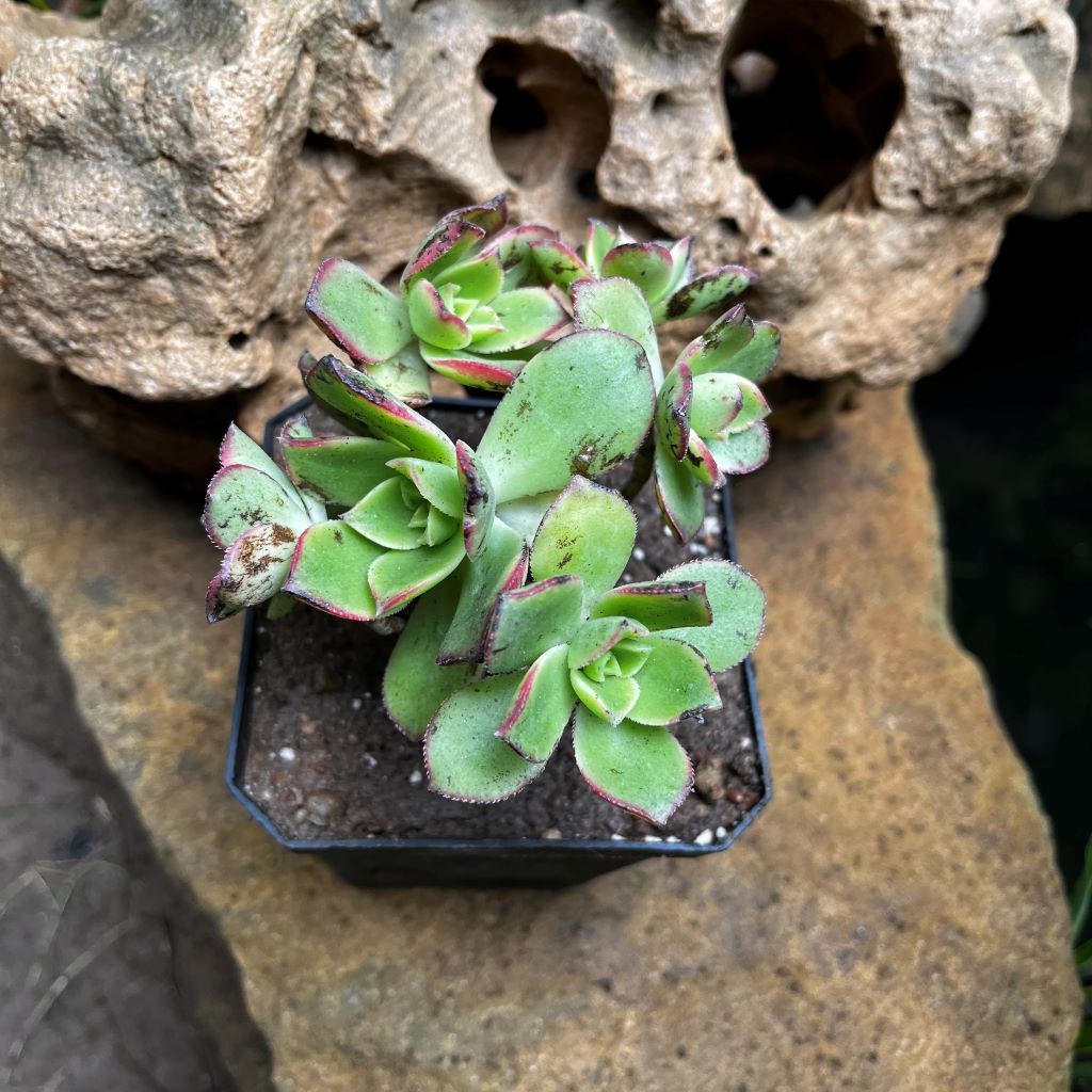 Aeonium Haworthii  Succulent Plant - myBageecha