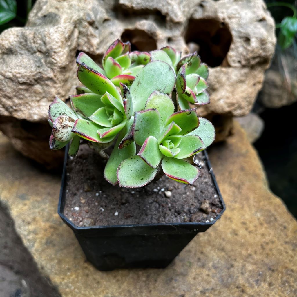 Aeonium Haworthii Succulent Plant