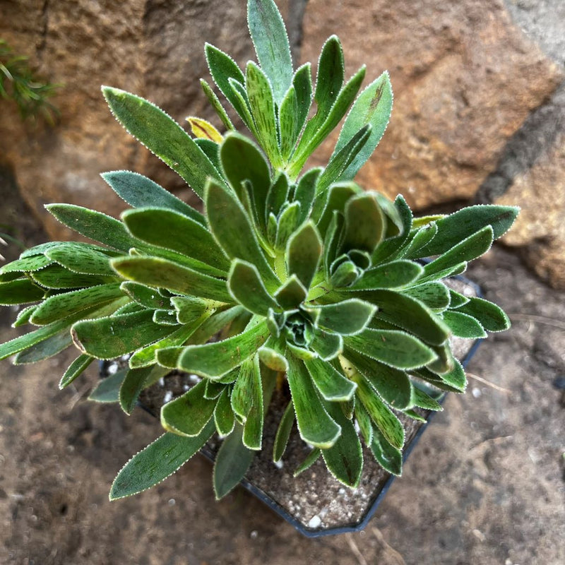 Aeonium Simsii Sweet Stearn Succulent Plant