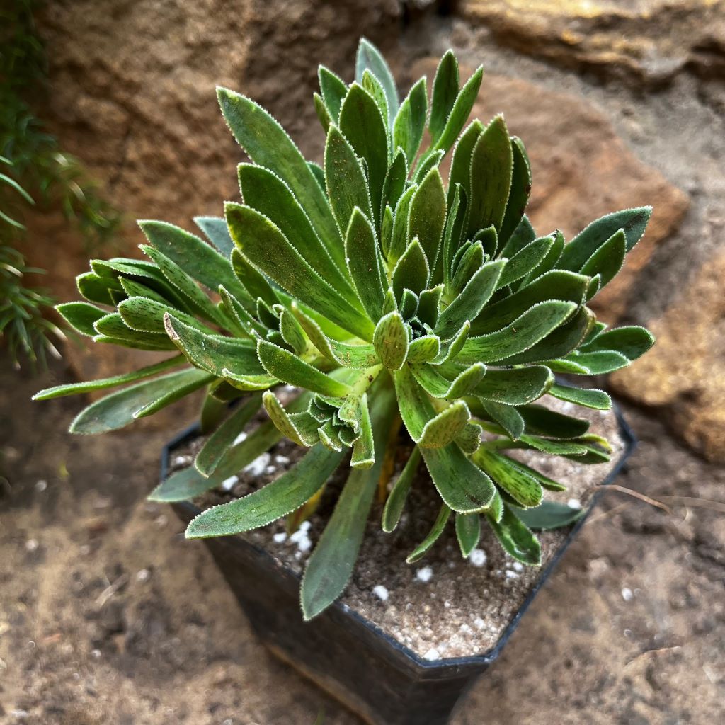 Aeonium Simsii Sweet Stearn Succulent Plant - myBageecha