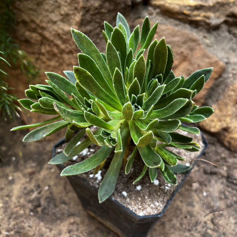 Aeonium Simsii Sweet Stearn Succulent Plant