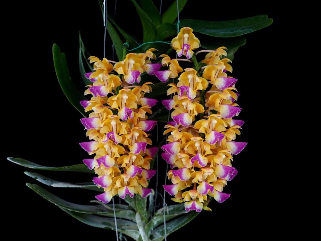 Aerides Houlletiana BS Orchid Plant