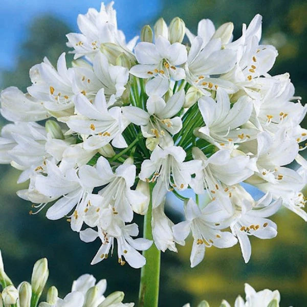 Agapanthus Mix Bulbs - myBageecha