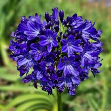 Agapanthus 'Agapanthus 'Midnight Sky' -myBageecha