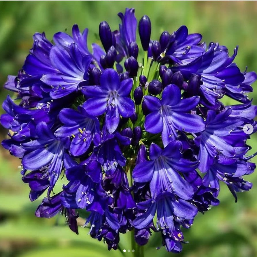 Agapanthus 'Agapanthus 'Midnight Sky' -mybageecha