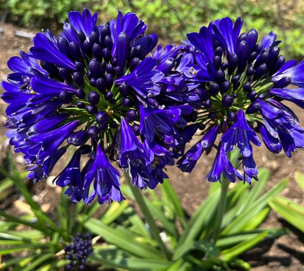 Agapanthus 'Agapanthus 'Midnight Sky' -myBageecha