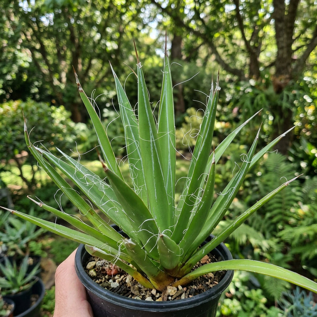 Agave Schidigera Plant - myBageecha