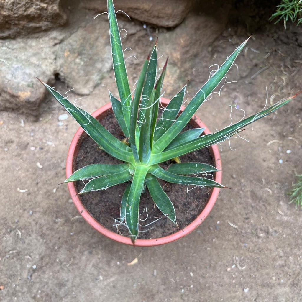 Agave Filifera compacta Plant-myBageecha