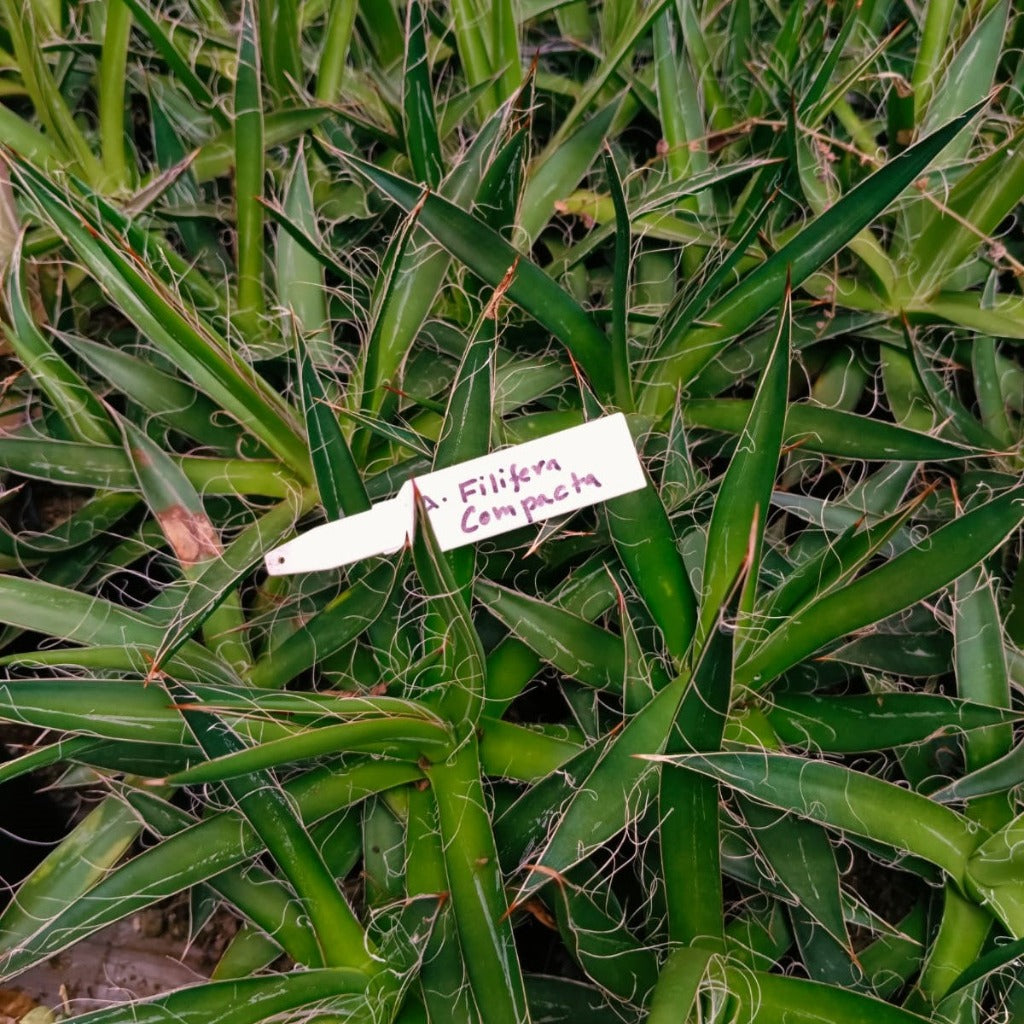 Agave Filifera compacta Plant