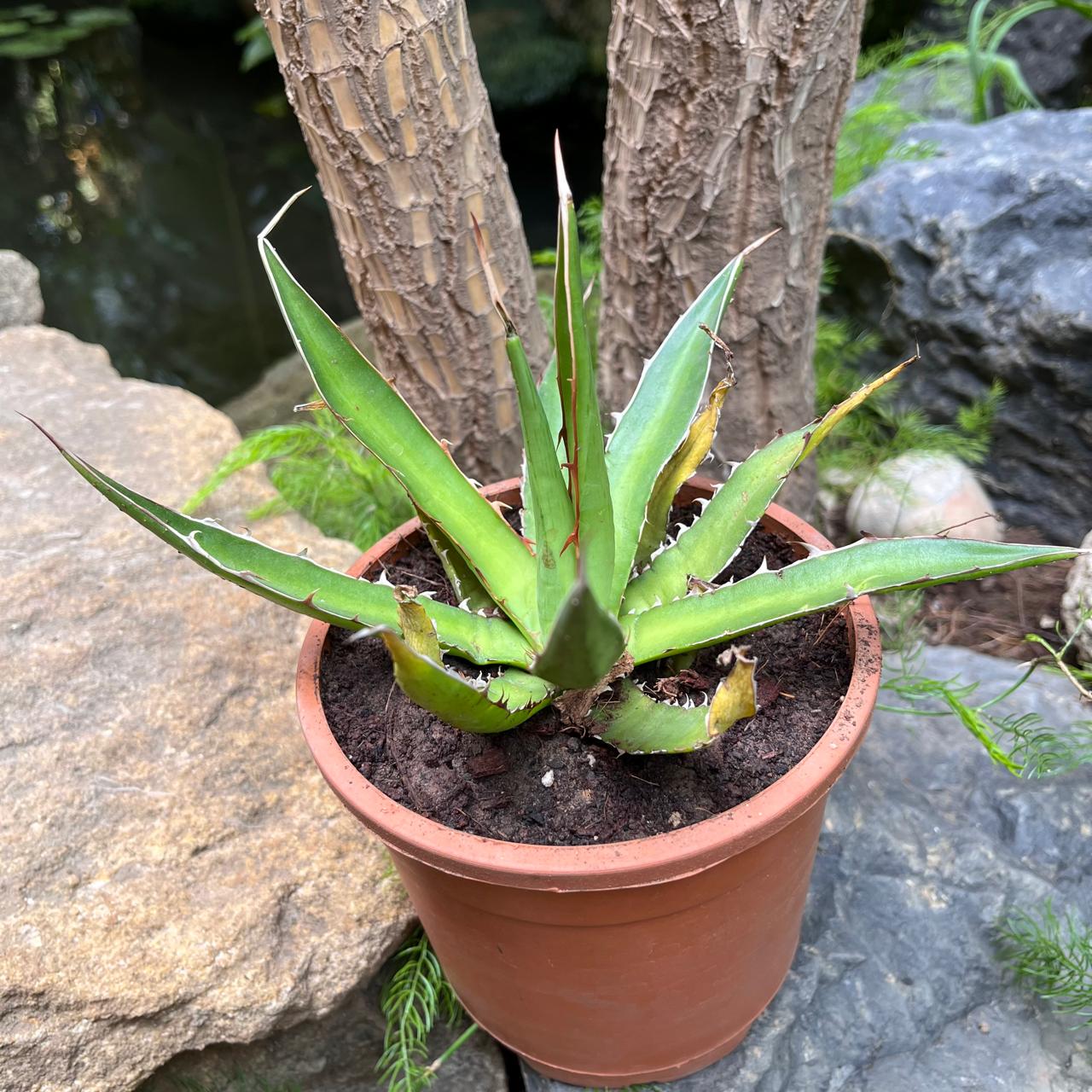 Agave Horrida perotensis-myBageecha