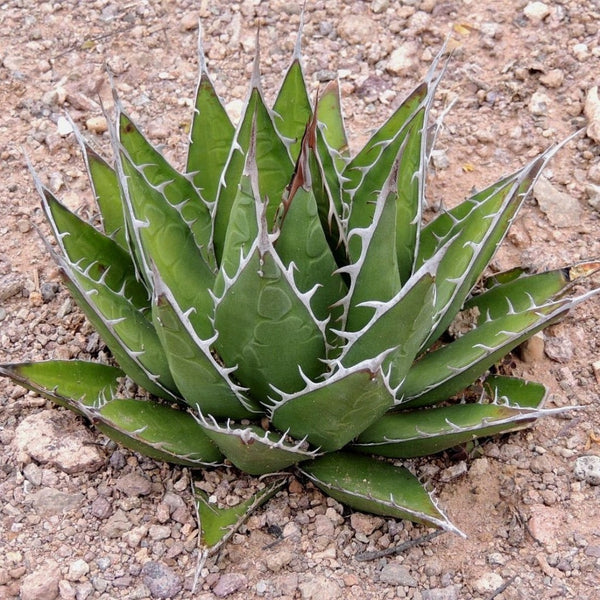 Agave horrida perotensis Cactus Plant Online