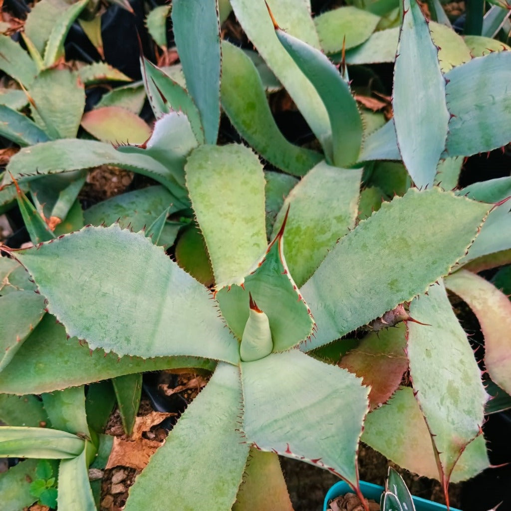 Agave Parryi plant-myBageecha