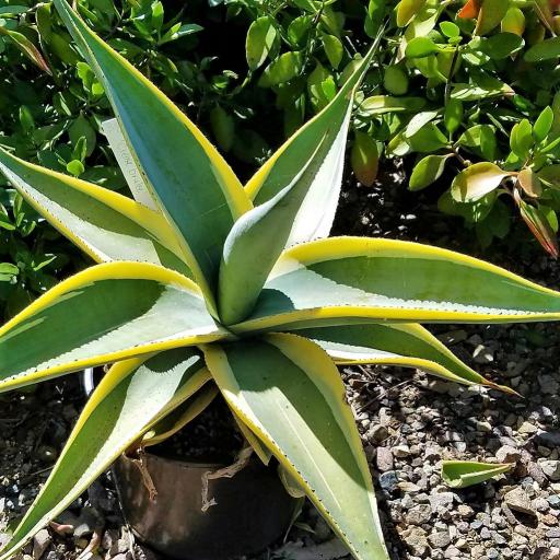 Agave guiengola var. Marginata Plant-myBageecha