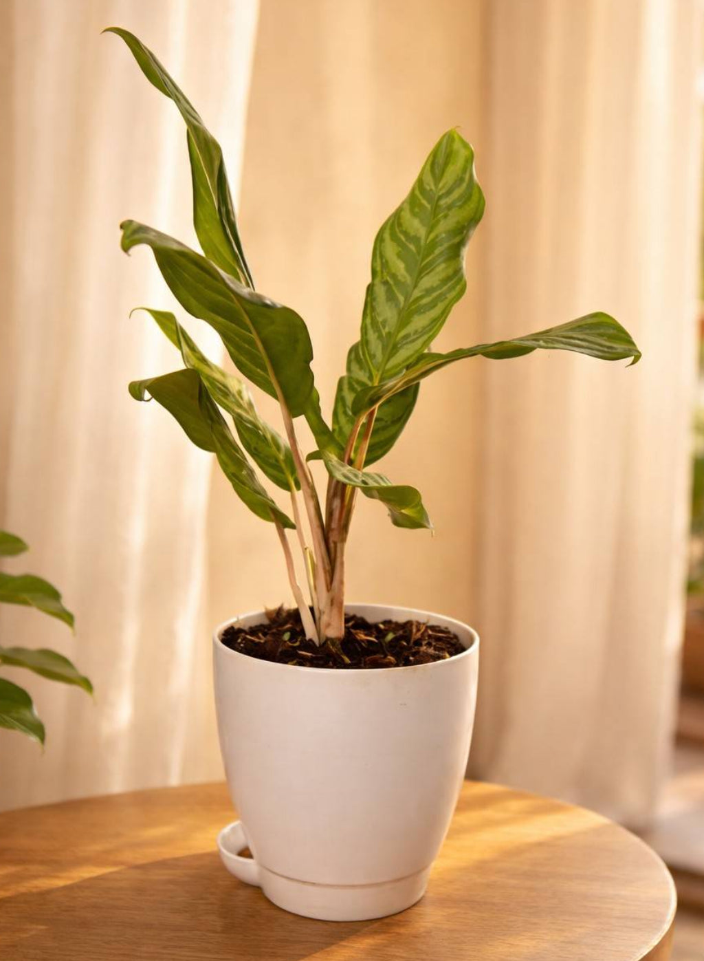 Aglaonema Crispum Plant – Indoor Air Purifying Evergreen Foliage side view– myBageecha