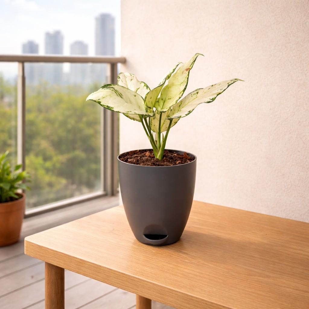 Aglaonema Super White Plant – Indoor Decorative Evergreen Foliage front view – myBageecha