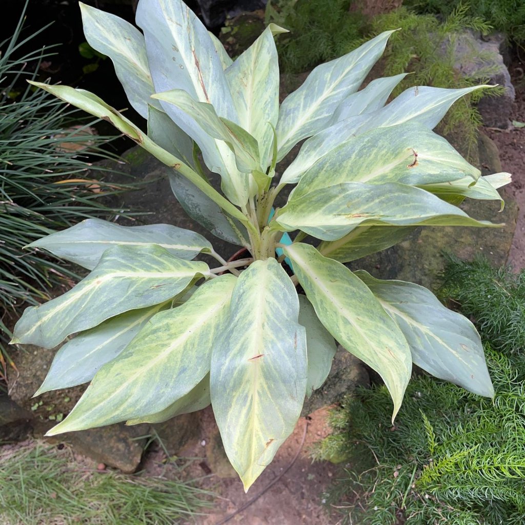 Aglaonema 'Ghost'-myBageecha