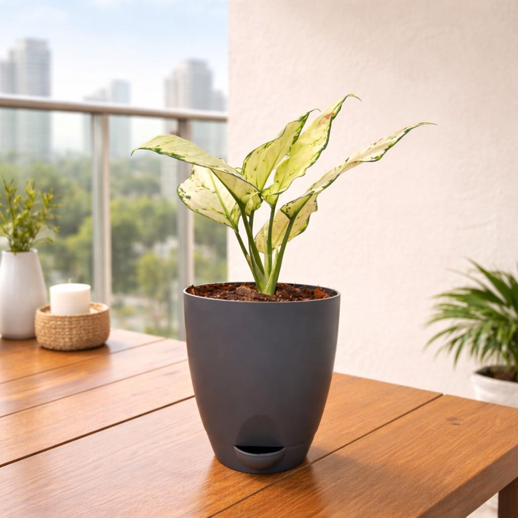 Aglaonema Super White Plant – Indoor Decorative Evergreen Foliage front view – myBageecha
