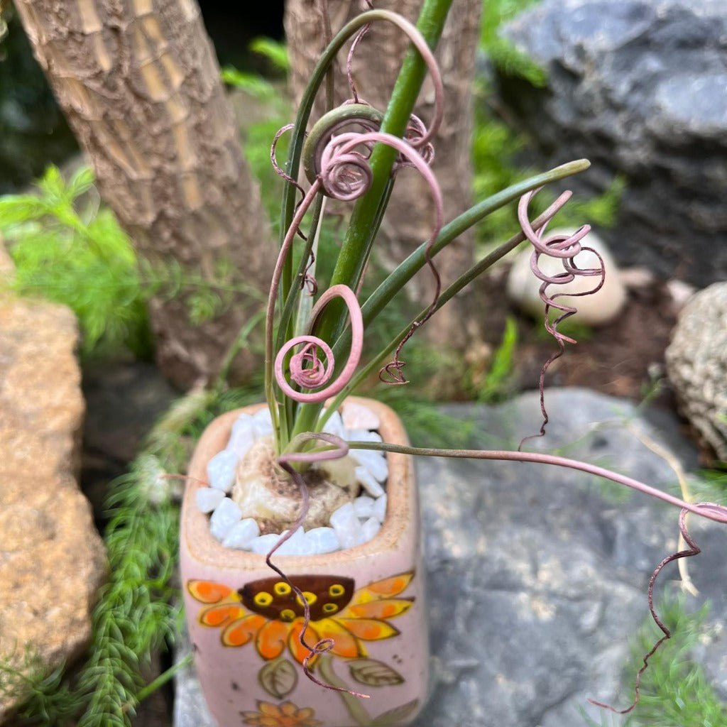 Albuca Spiralis plant-myBageecha