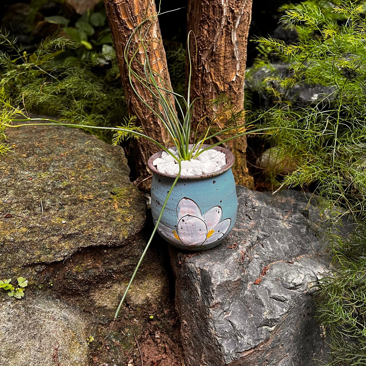 Albuca Humilis plant