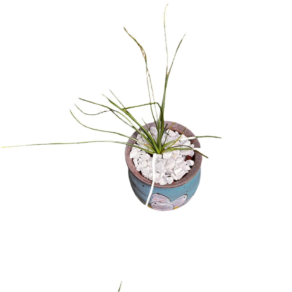 Albuca Humilis plant-myBageecha